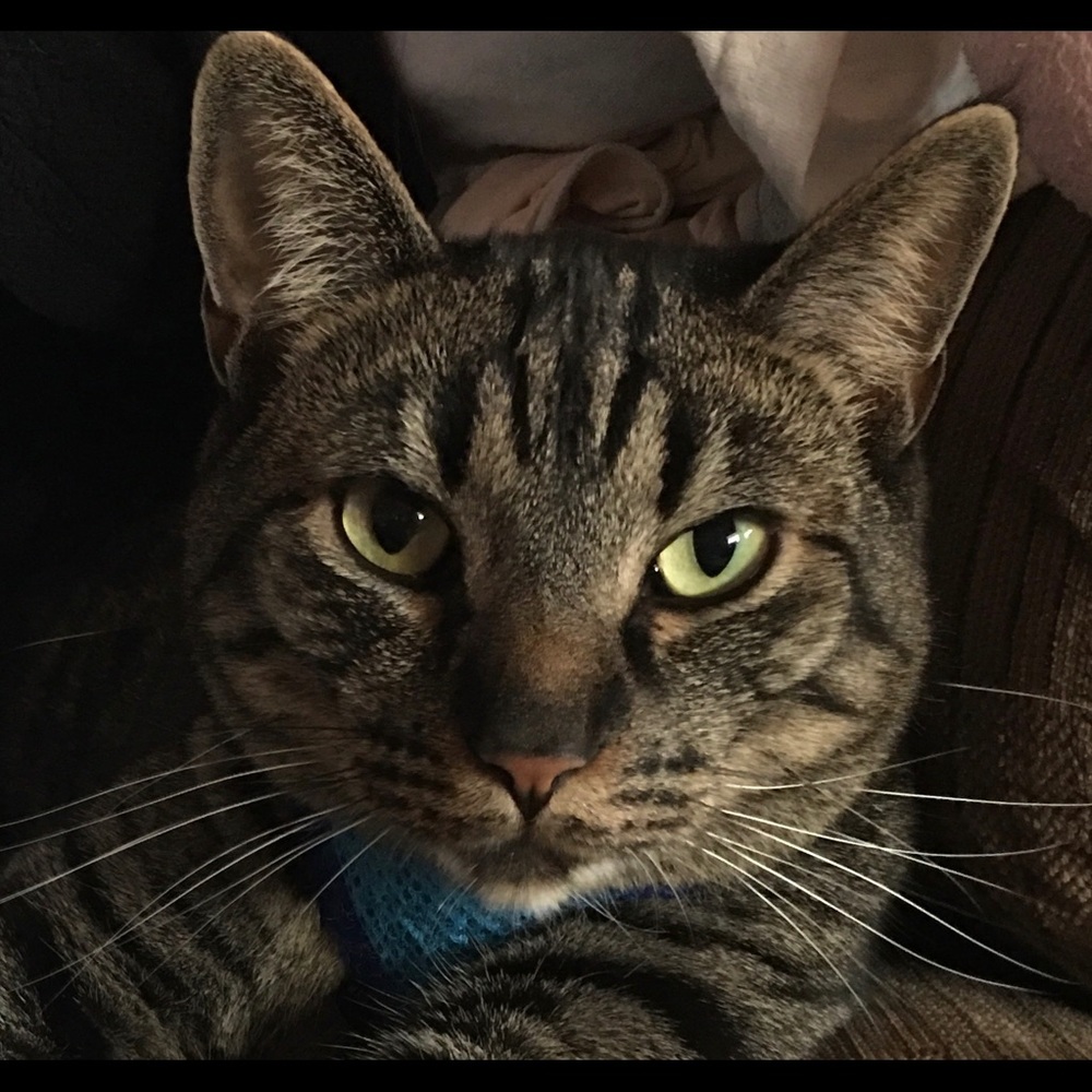 Meet your Posher, Nancy